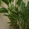 plants-shop-product-gallery-img-011