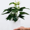 plants-shop-product-gallery-img-1