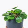 plants-shop-product-gallery-img-4