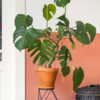 plants-shop-product-gallery-img-6