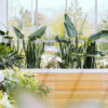 plants-shop-product-gallery-img-7